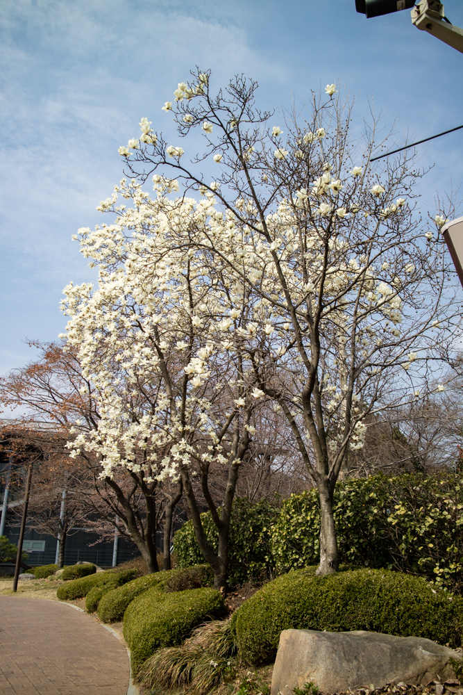 안양예술공원 벚꽃 근황