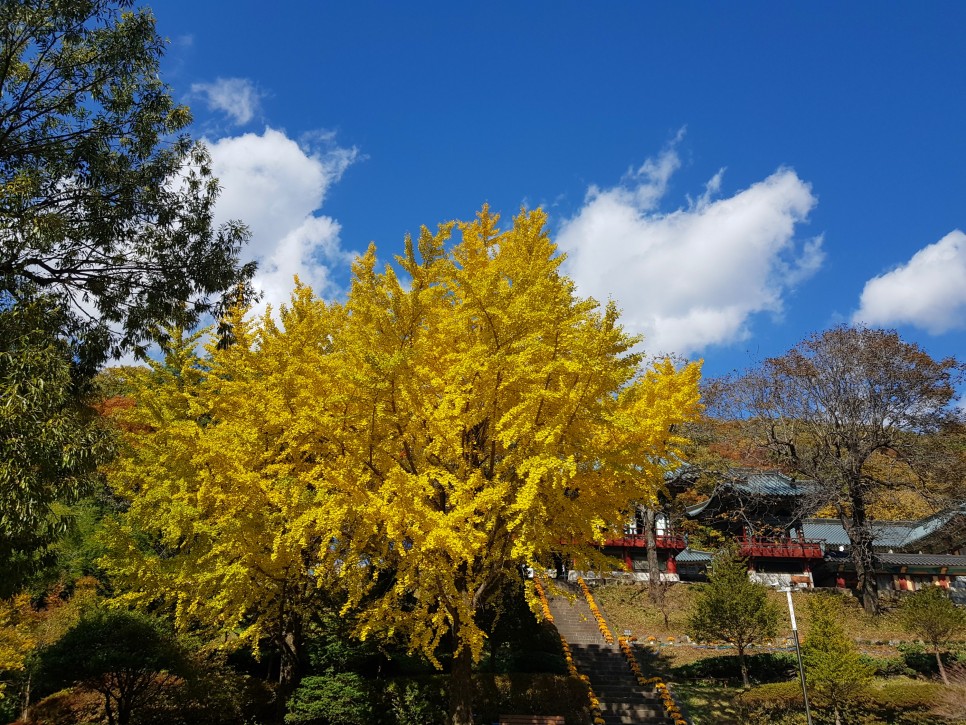 장소! 칠불사의 가을 풍경을 감상하세요:) 하동칠불사의 가을 멋진 자태를 품은 25