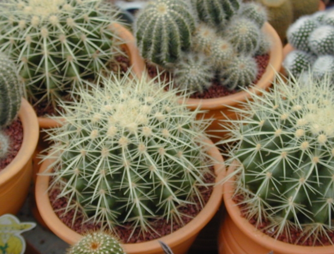  뾰족뾰족 "선인장"[Cactus, 仙人掌]