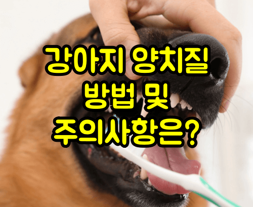 강아지 양치질 방법 및 주의사항