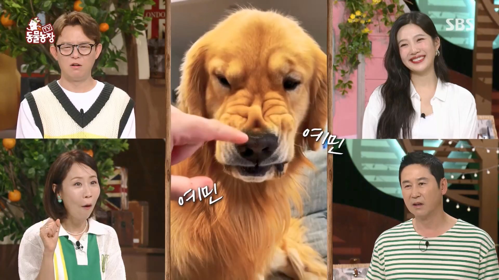 TV 동물농장.E1130.230723p.H264-F1RST.mp4_20230723_171153.910.jpg