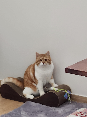 고양이와 가족 관계 유대 관계 형성
