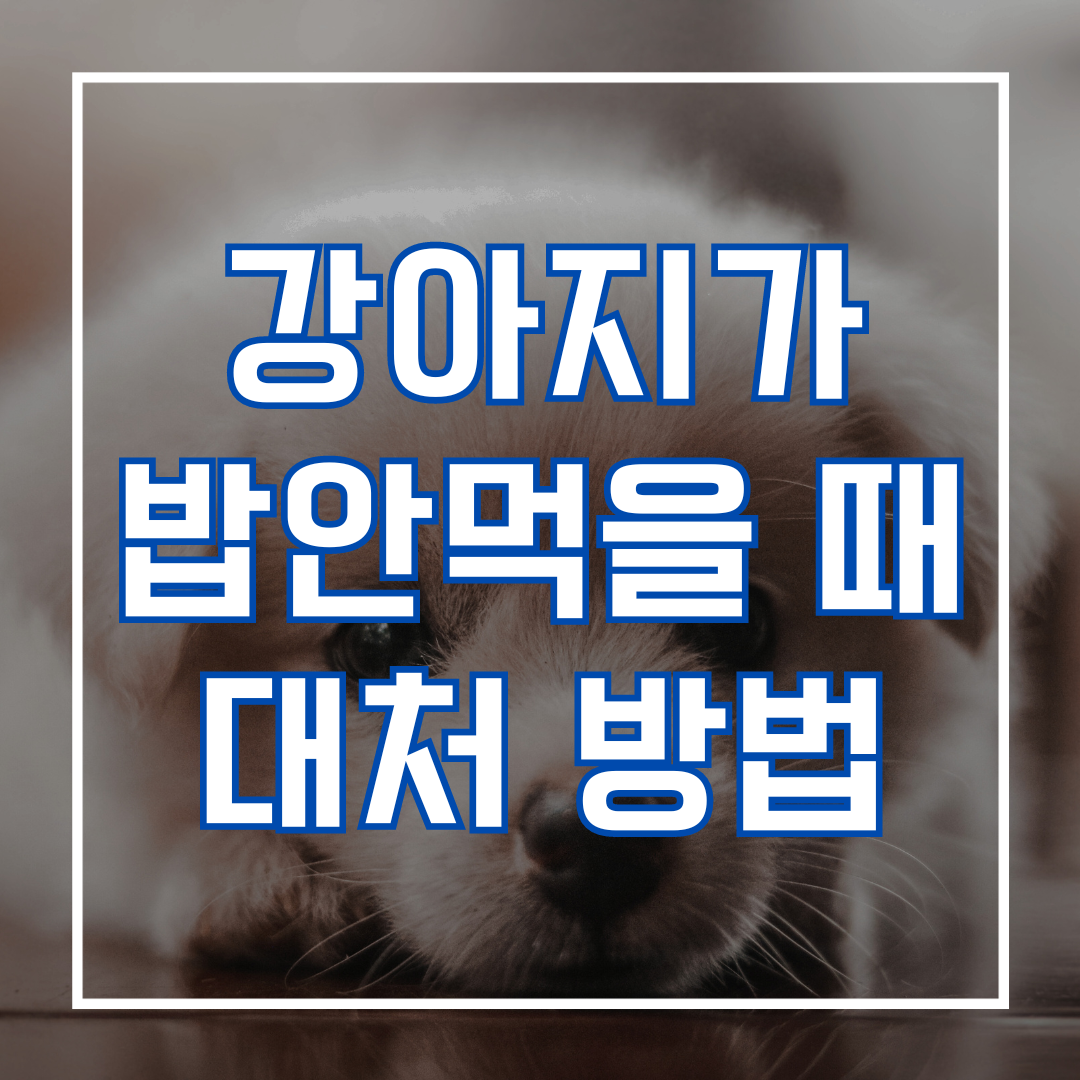 강아지가 밥을 안먹을 때 대처 방법