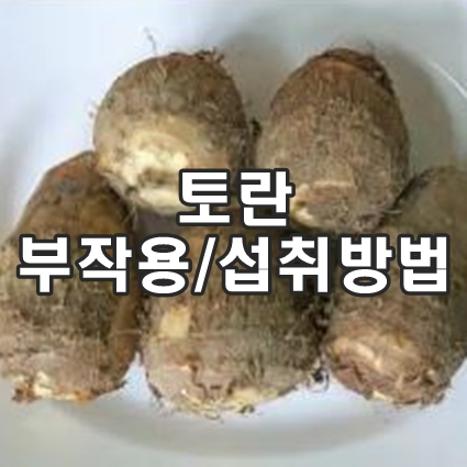 토란