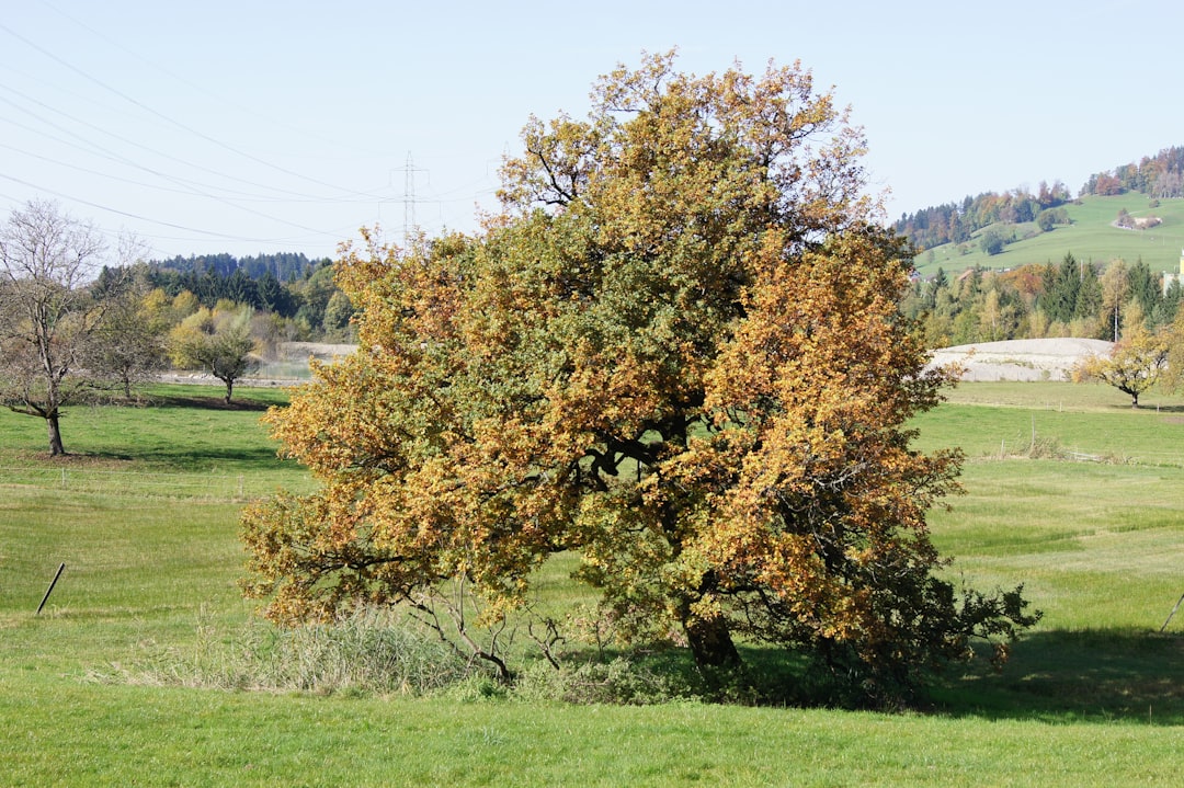 Lutein