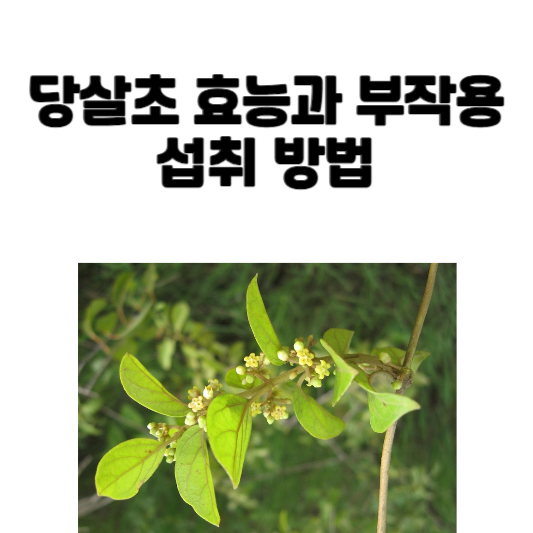 당살초 효능과 부작용 및 섭취 방법