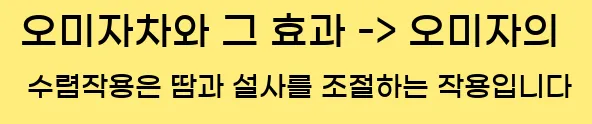  7. 오미자차와 그 효과 -> 오미자의 수렴작용은 땀과 설사를 조절하는 작용입니다.