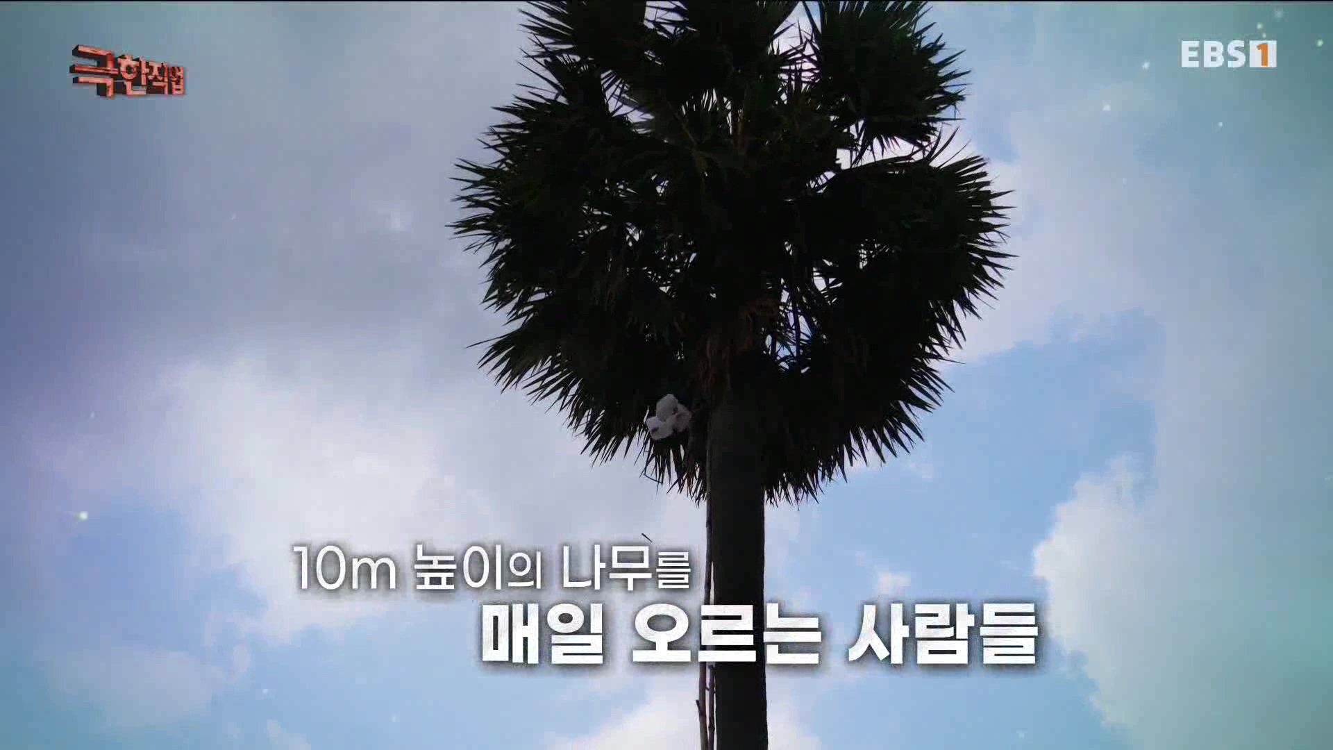 [극한 직업] 캄보디아 팜슈가 농장 230624.mp4_20230701_182754.087.jpg