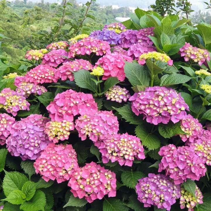 마노르블랑