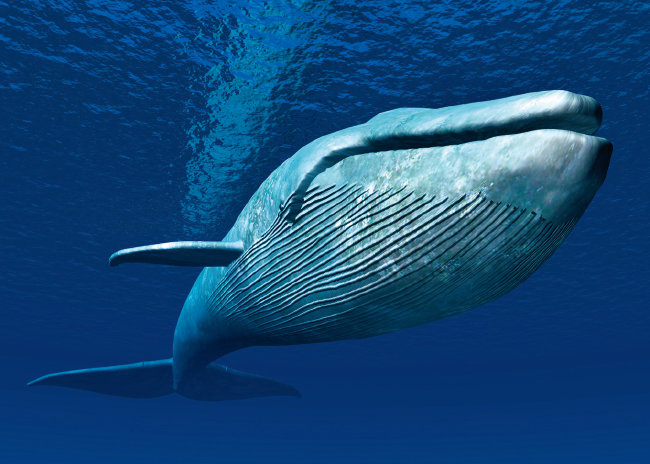 [파란형-Tipoazul] 혹등고래는 범고래를 싫어하기 때문에 물개를 구합니다