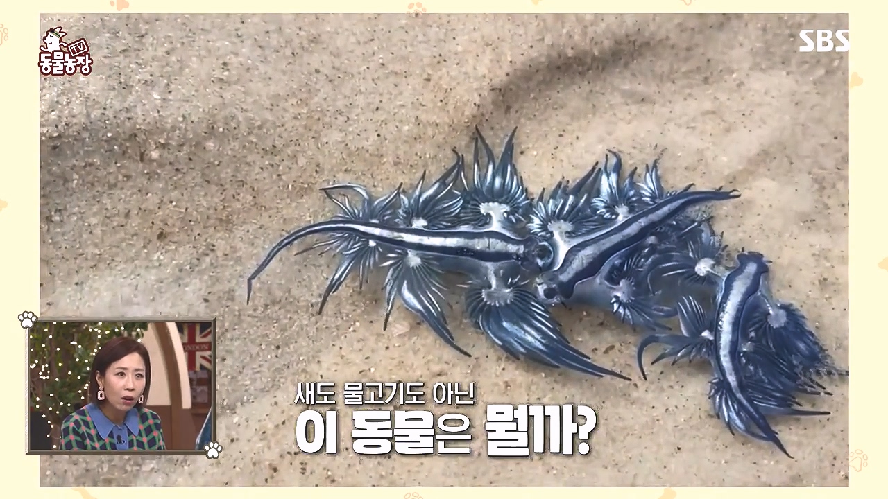 TV 동물농장.E1153.240108p-NEXT.mp4_20240107_170532.258.jpg