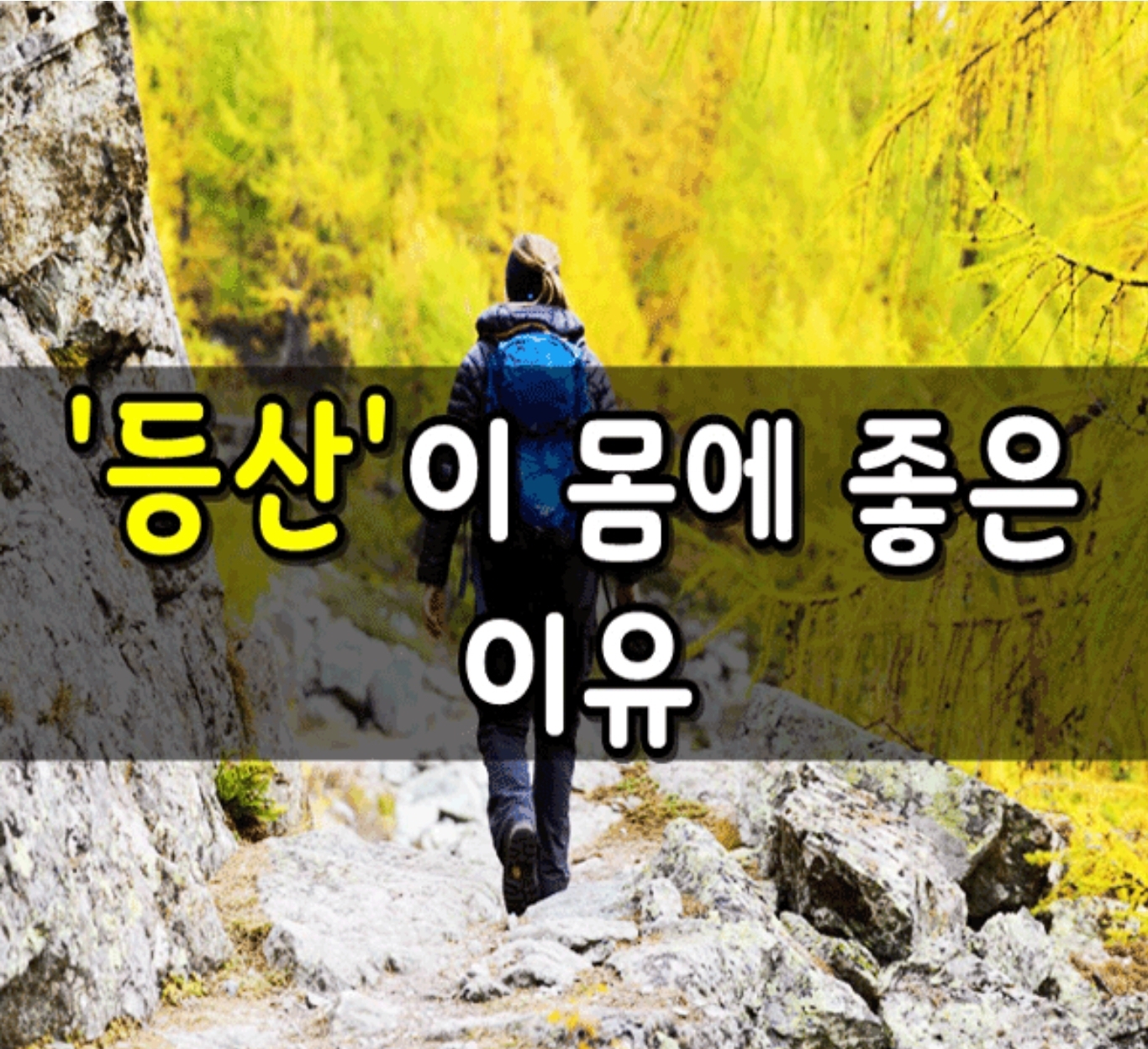  등산이 몸에 좋은 이유