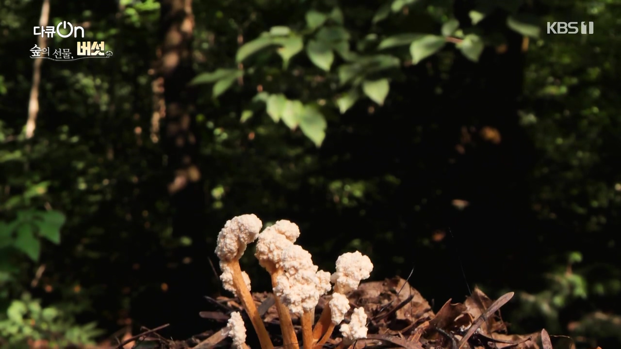 다큐 온.E227.231120p-NEXT.mp4_20231121_201840.445.jpg