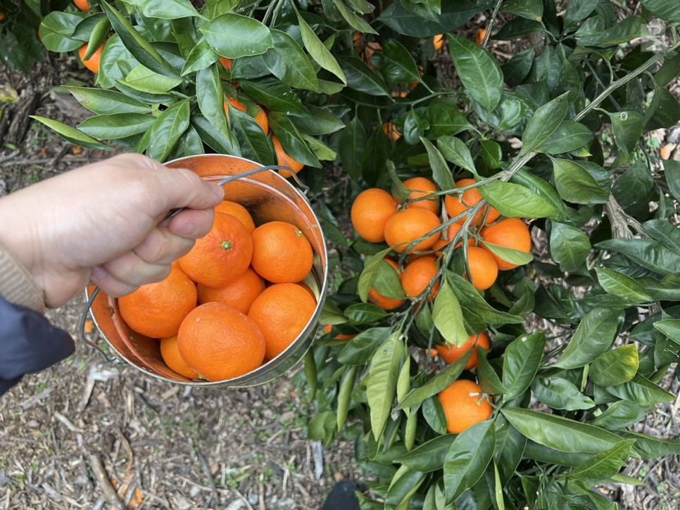 어린왕자 체험 in 감귤밭 카페 44