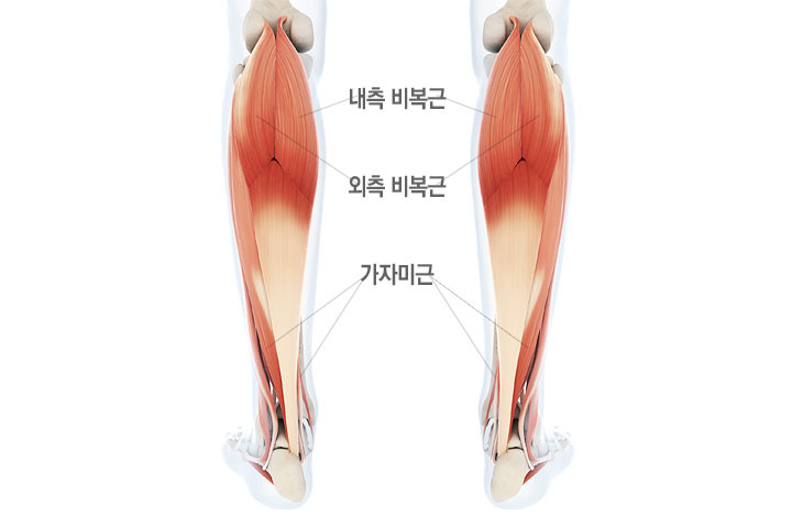 비복근