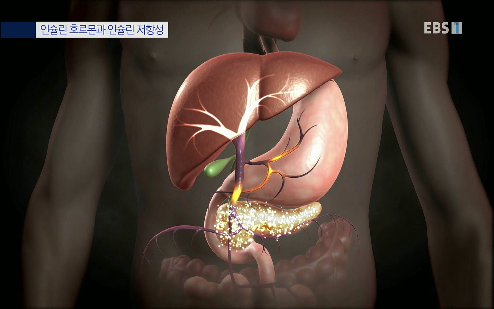 EBS 명의 헬스케어 - TV - 교육의 중심 EBS내 몸을 지배하는 7가지 호르몬 3부, 운동이 밥이다! .mp4_20220711_202512.259.jpg