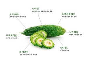 여주의 효능(10종) 35