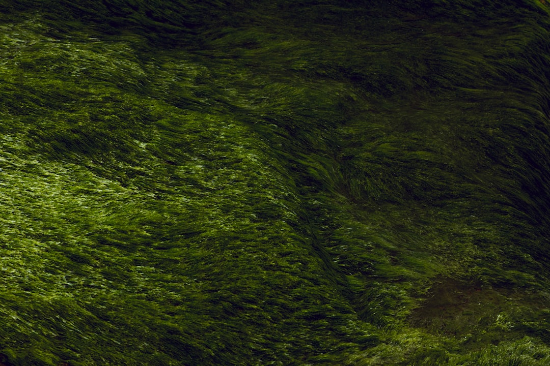 Seaweed