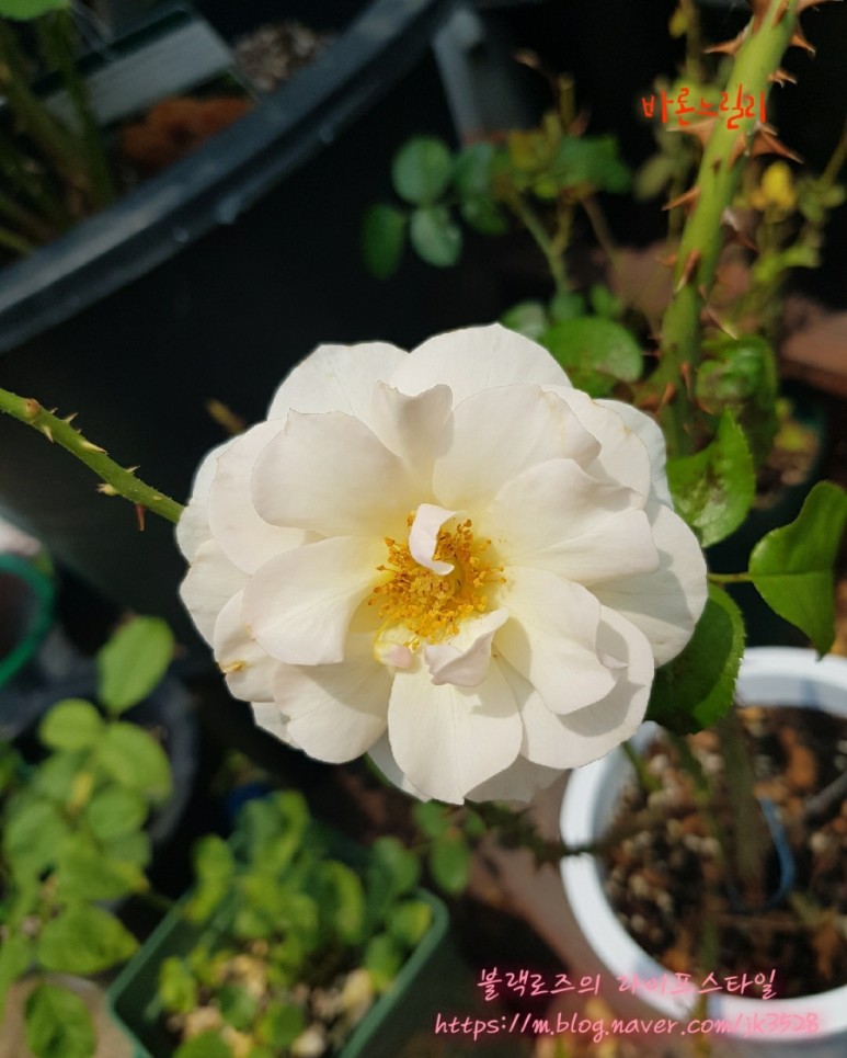 화요일엔 노랑장미를. 5
