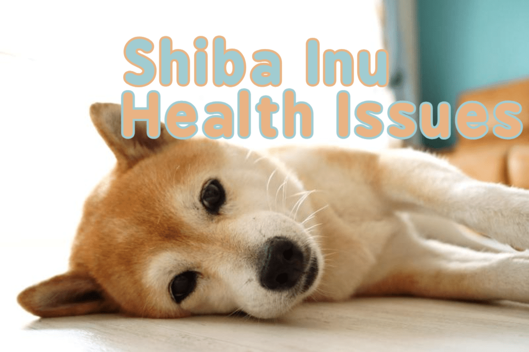 Shiba Inu Health Issues