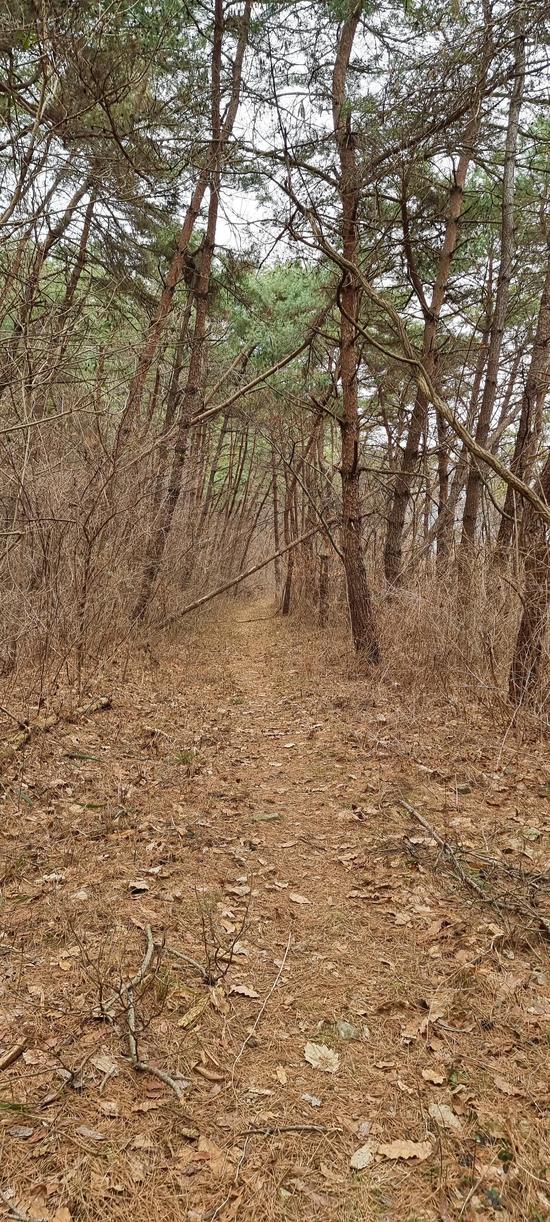 변산바람꽃 51