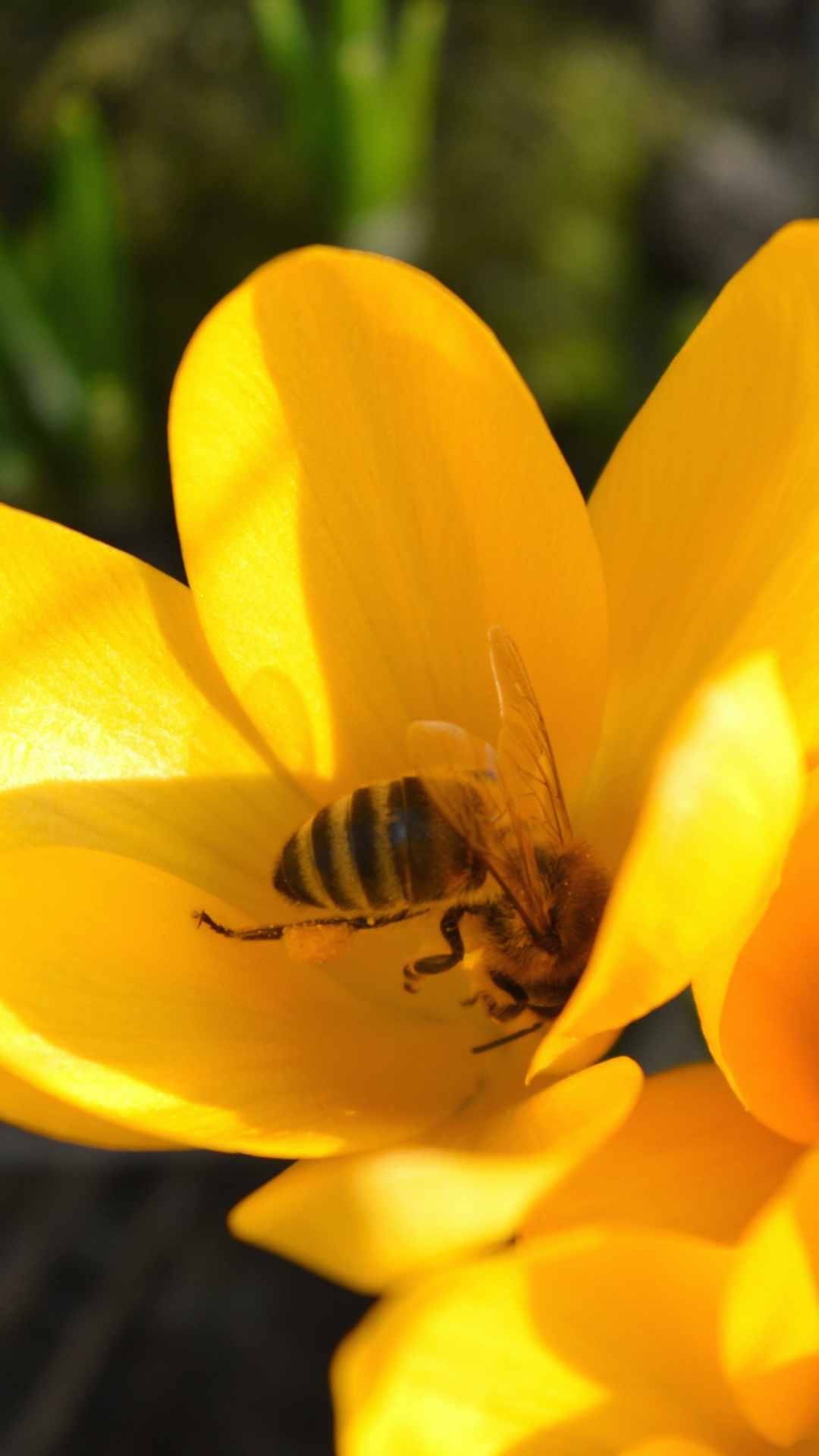 Crocus Flower iPhone Wallpaper