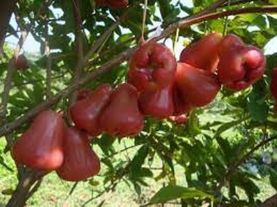 열대과일-잠부아이르-사진