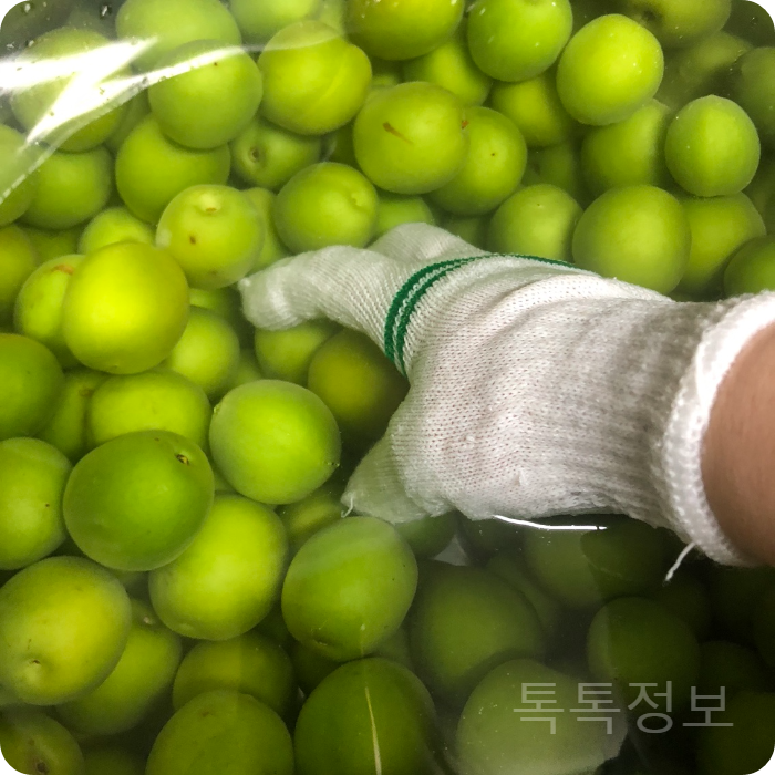 매실 면장갑 씻기
