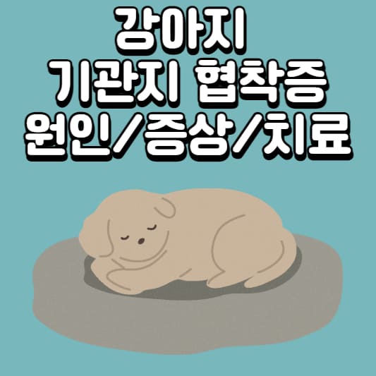 강아지-기관지협착증
강아지-기관지-협착증
강아지-기관지협착증-치료
강아지-기관지협착증-치료비용
강아지-기관지협착증-증상