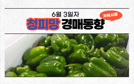  [경매사 일일보고] 6월 3일자 가락시장 청피망 경매동향을 살펴보겠습니다!