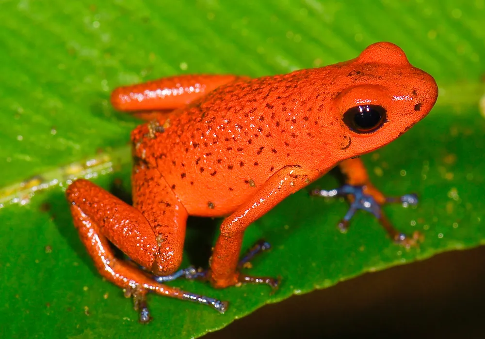 딸기독화살개구리(Strawberry poison dart frog&#44; Oophaga pumilio