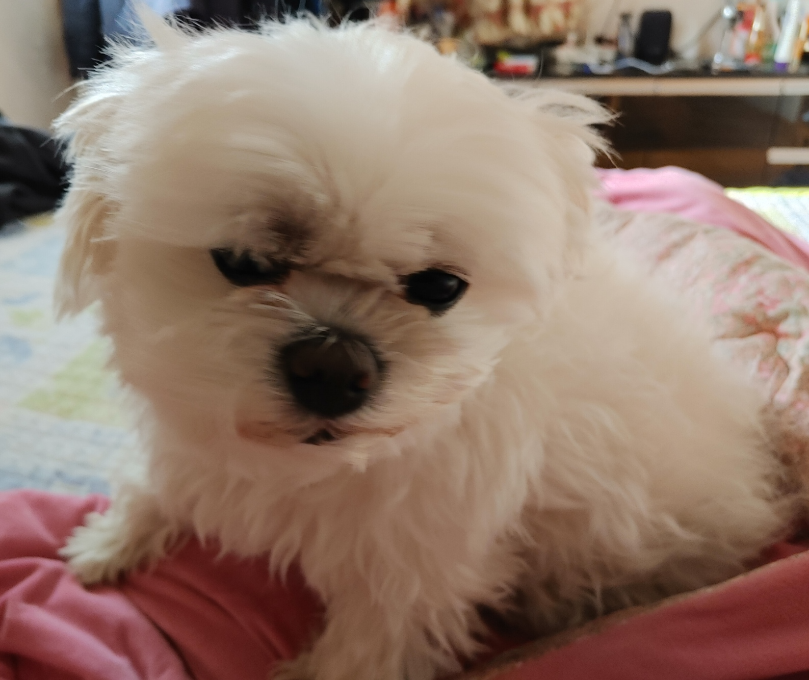 우리 멍뭉이 1