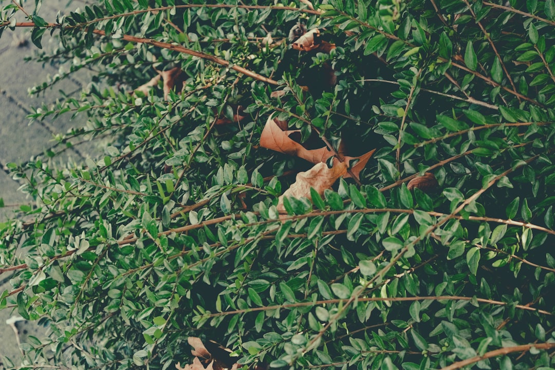 Propolis