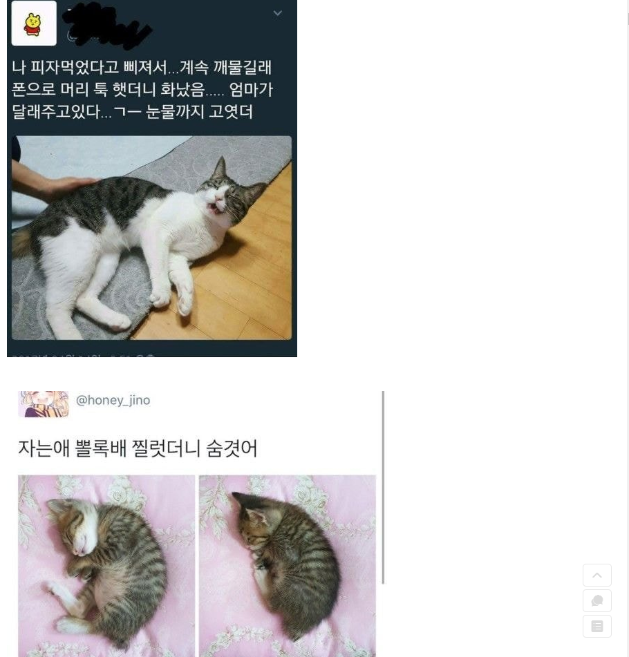  (핵스압) 개드립 치트키 동물짤 모음.jpg,gif