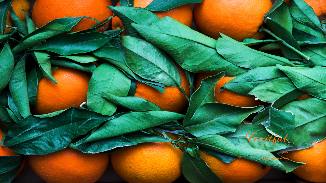 12 오렌지와 녹색 잎 C - Fruitful 주황색배경화면