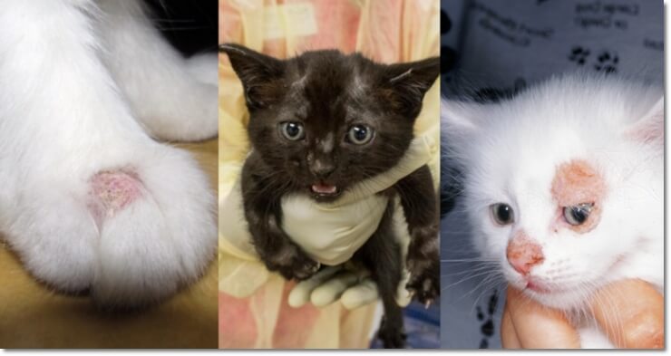 고양이 링웜, 증상 치료예방 - 고양이 링웜, 증상 치료 예방 - 고양이 링웜 치료방법 아기고양이-링웜