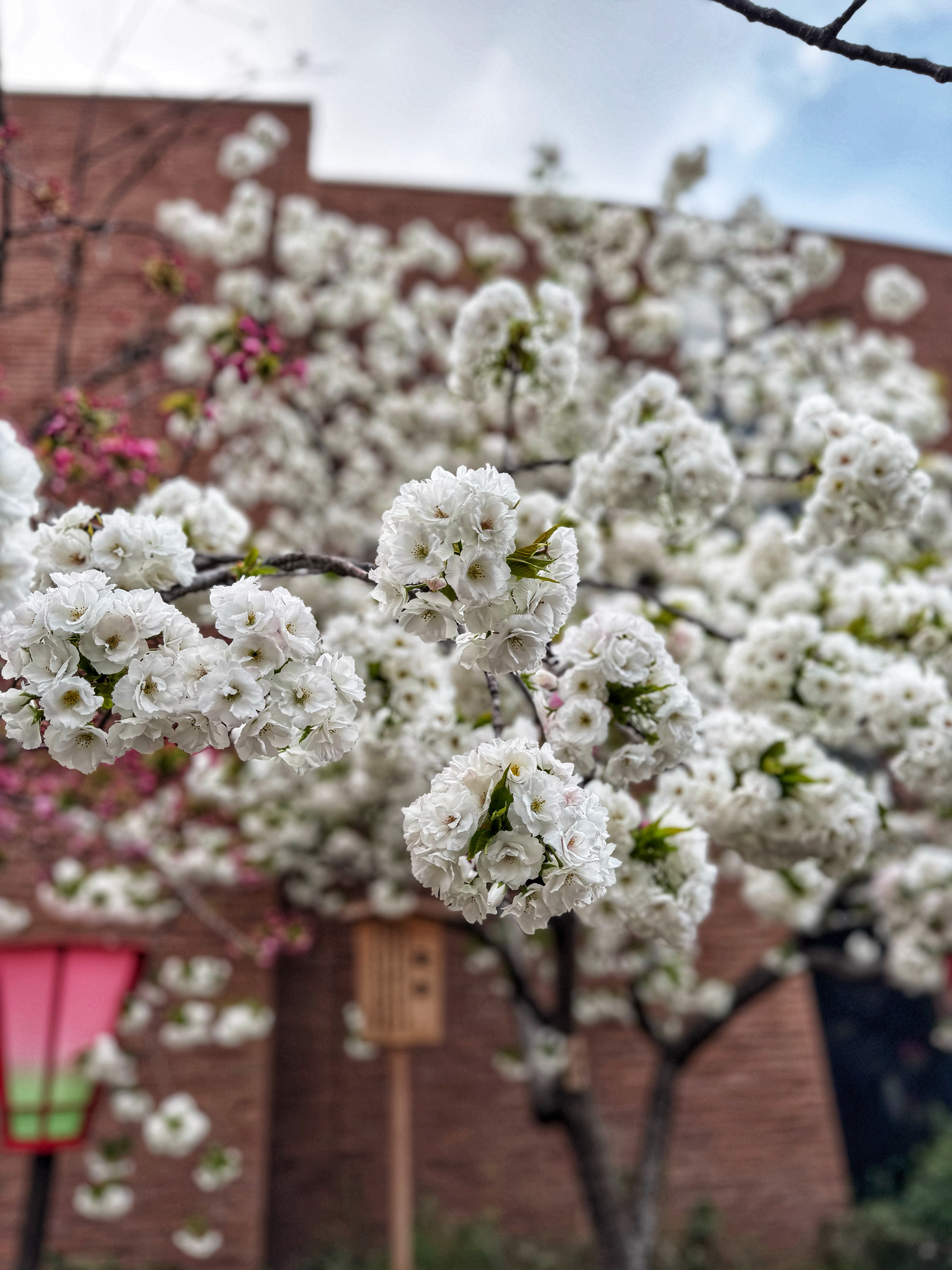 [일본 오사카] 조폐국 본국 벚꽃 통과하기 축제 후기 Cherry Blossom Viewing in Mint Osaka Japan