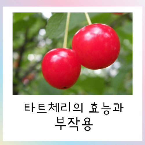  타트체리 효능과 부작용에 대해서
