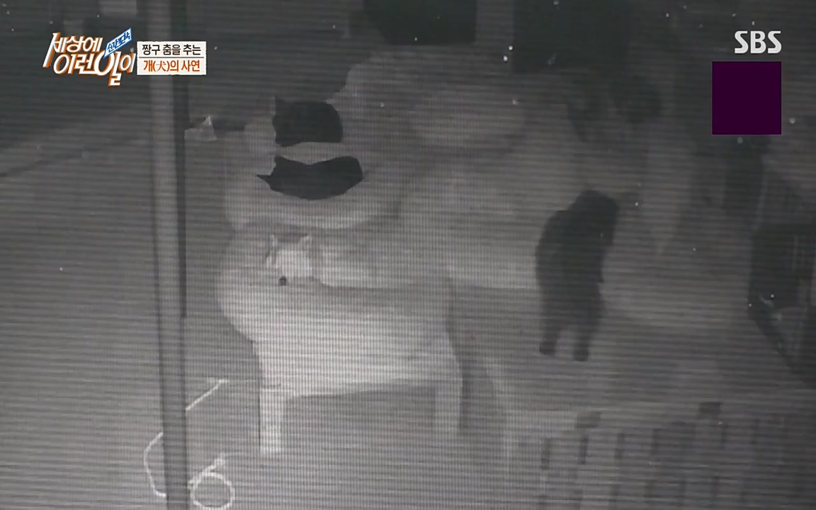 순간포착 세상에 이런일이.E1179.220511p-NEXT.mp4_20220511_175841.962.jpg