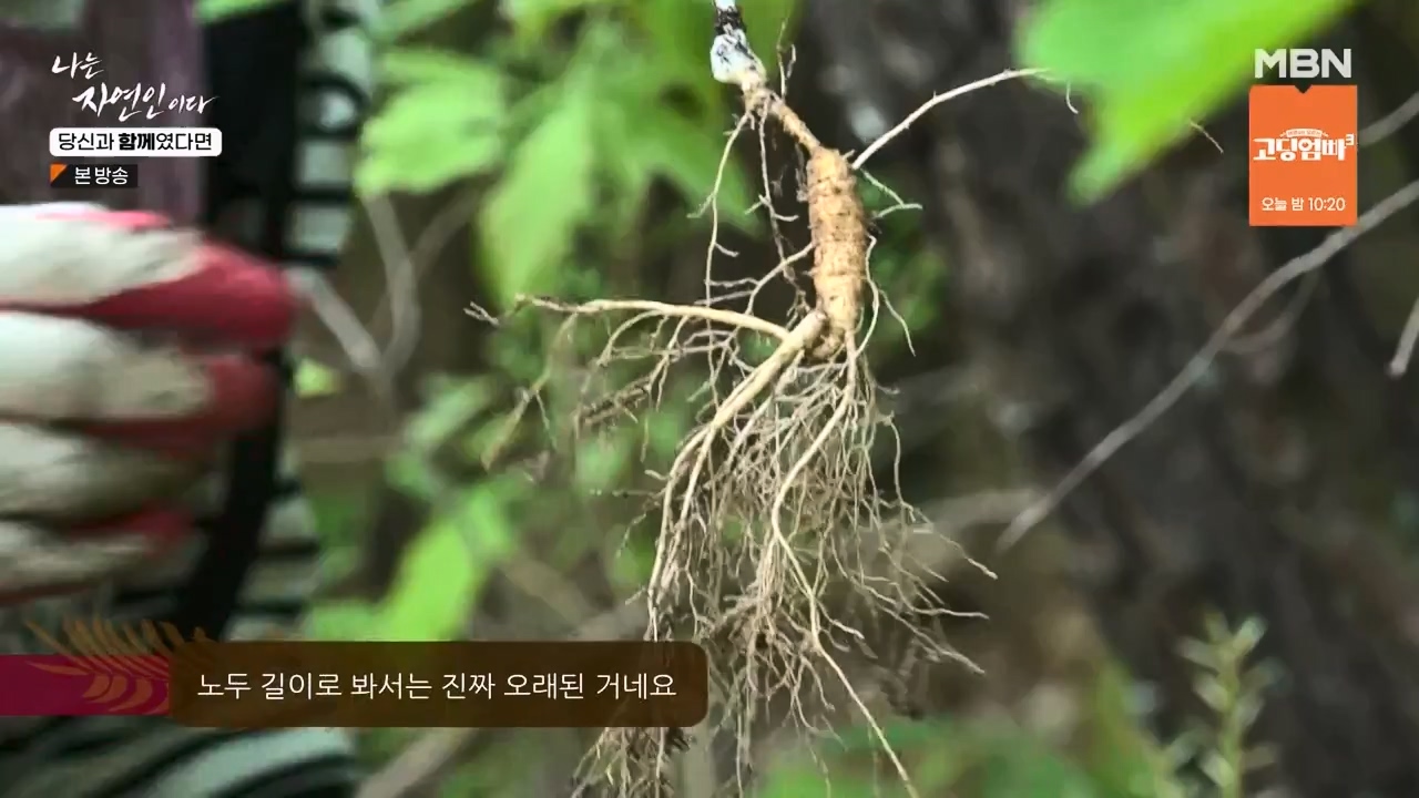 나는 자연인이다.E556.230532p-NEXT.mp4_20230601_201503.155.jpg