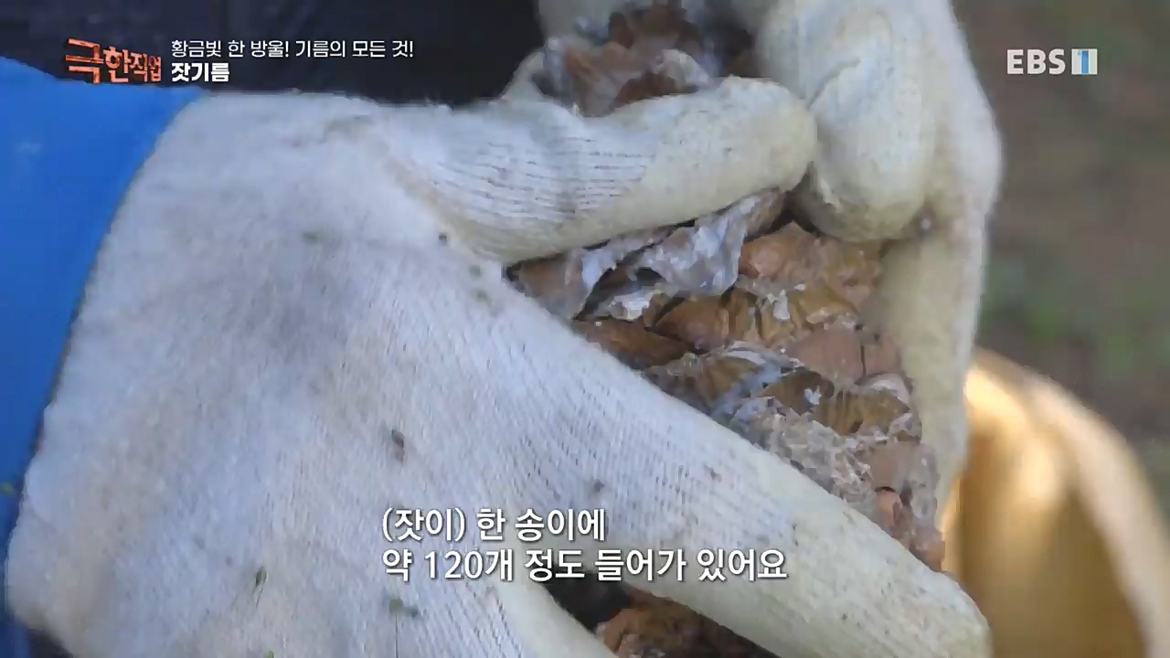 TV - 교육의 중심 EBS황금빛 한 방울! 기름의 모든 것!.mp4_20221031_191537.477.jpg