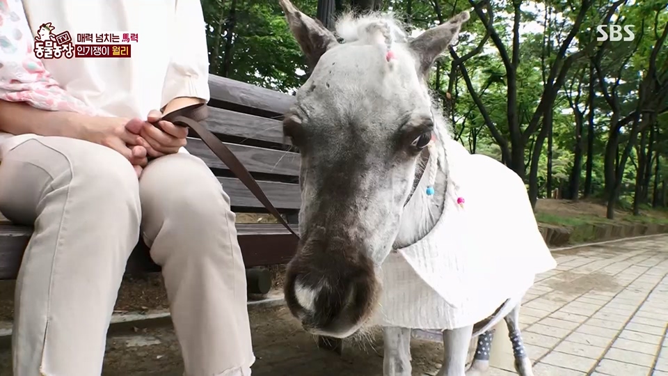 TV 동물농장.E1126.230625p.H264-F1RST.mp4_20230626_204302.070.jpg