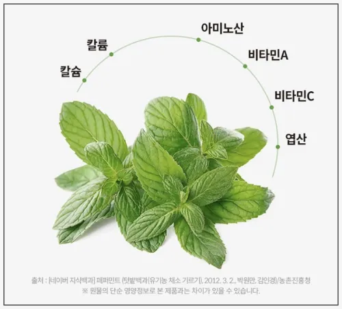 허브티 페퍼민트 차 추천: 이너블릭 효능