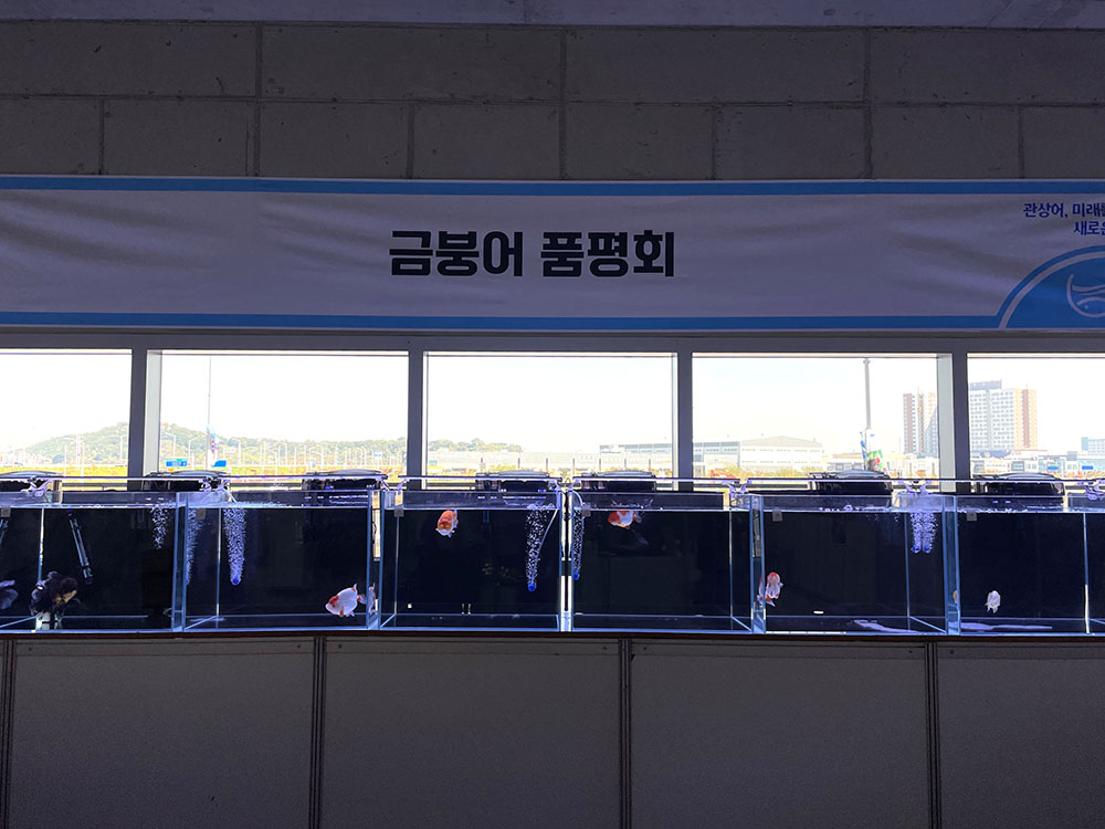 2022 한국 관상어산업 박람회 금붕어 품평회
