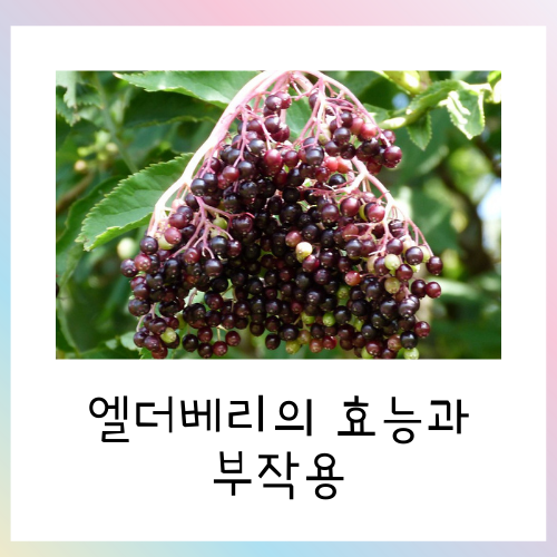  삼부커스 엘더베리의 효능과 부작용 총 정리