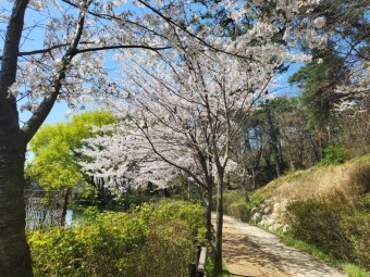 벚꽃 명소