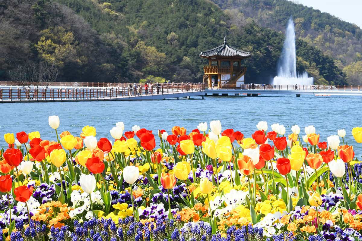 튤립 이미지