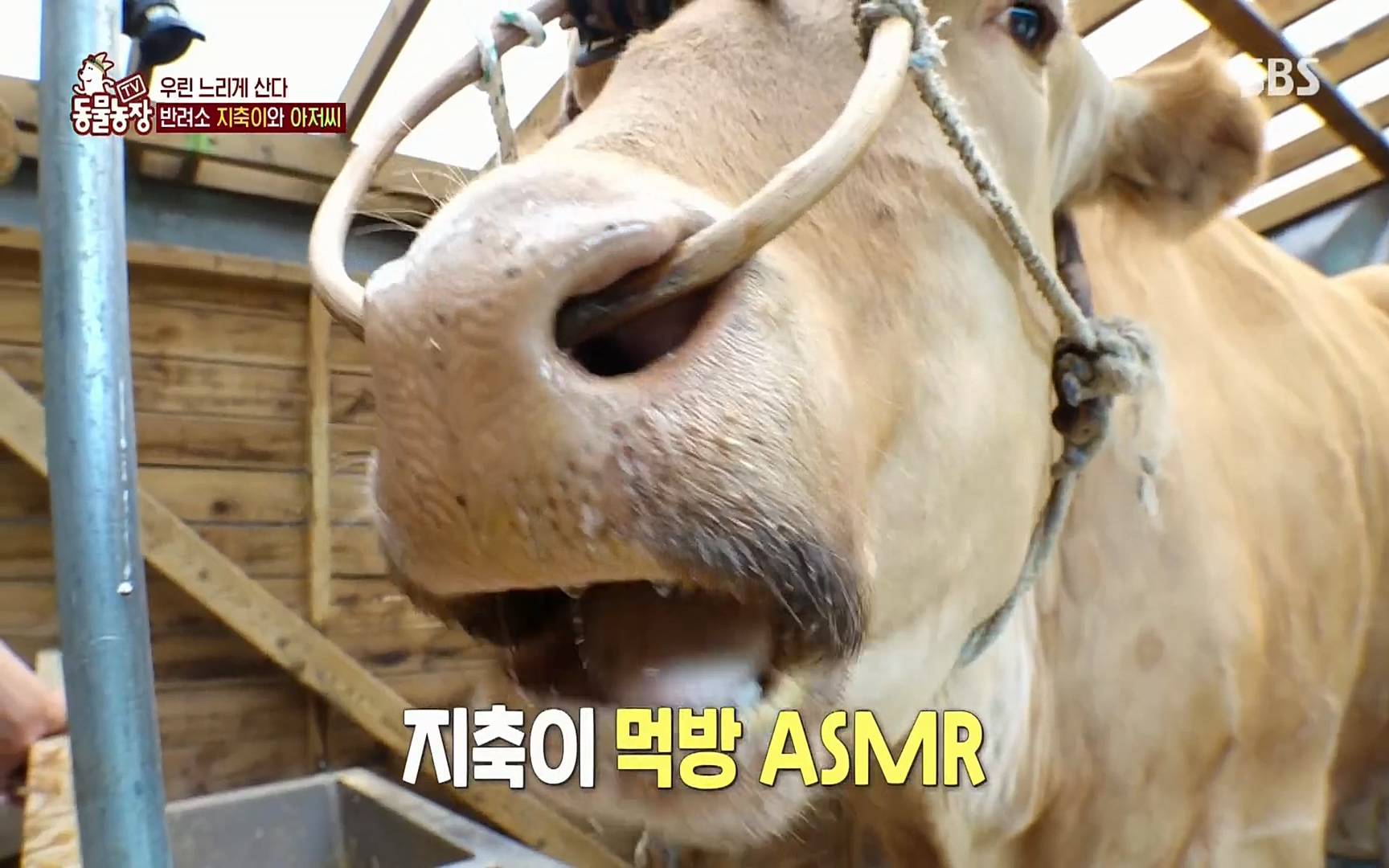 TV 동물농장.E1074.220619p.H264-F1RST.mp4_20220619_181435.827.jpg