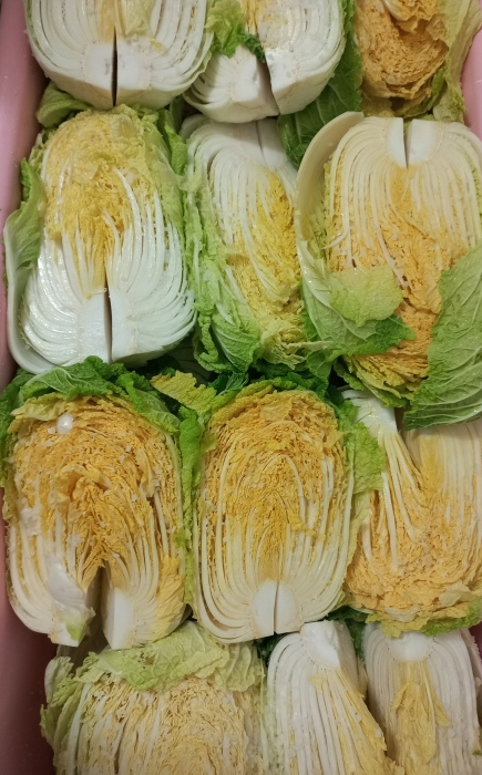 배추를 절여 통에 담은 사진