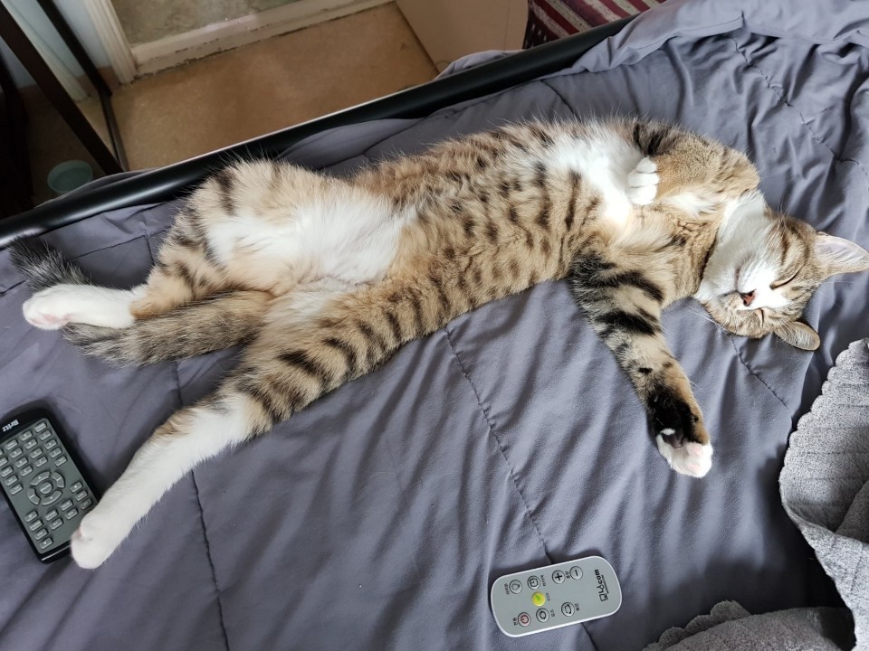  고양이 수면시간 왜그렇게 잠을 많이 잘까?